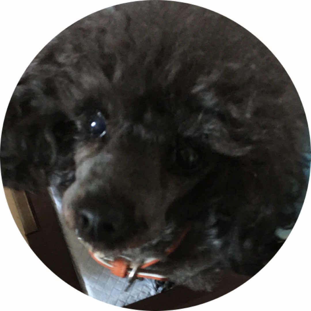 愛犬についての情報交換 飼い主同士の口コミサイト Onedog しつけ 飼い方
